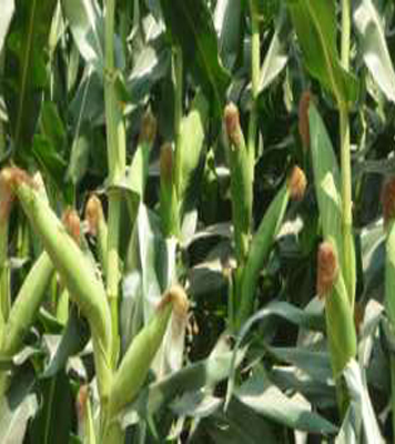 Shivalay 1855 Power Maize Hybrid