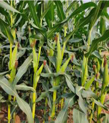 Shivalay 1818 Plus Maize Hybrid